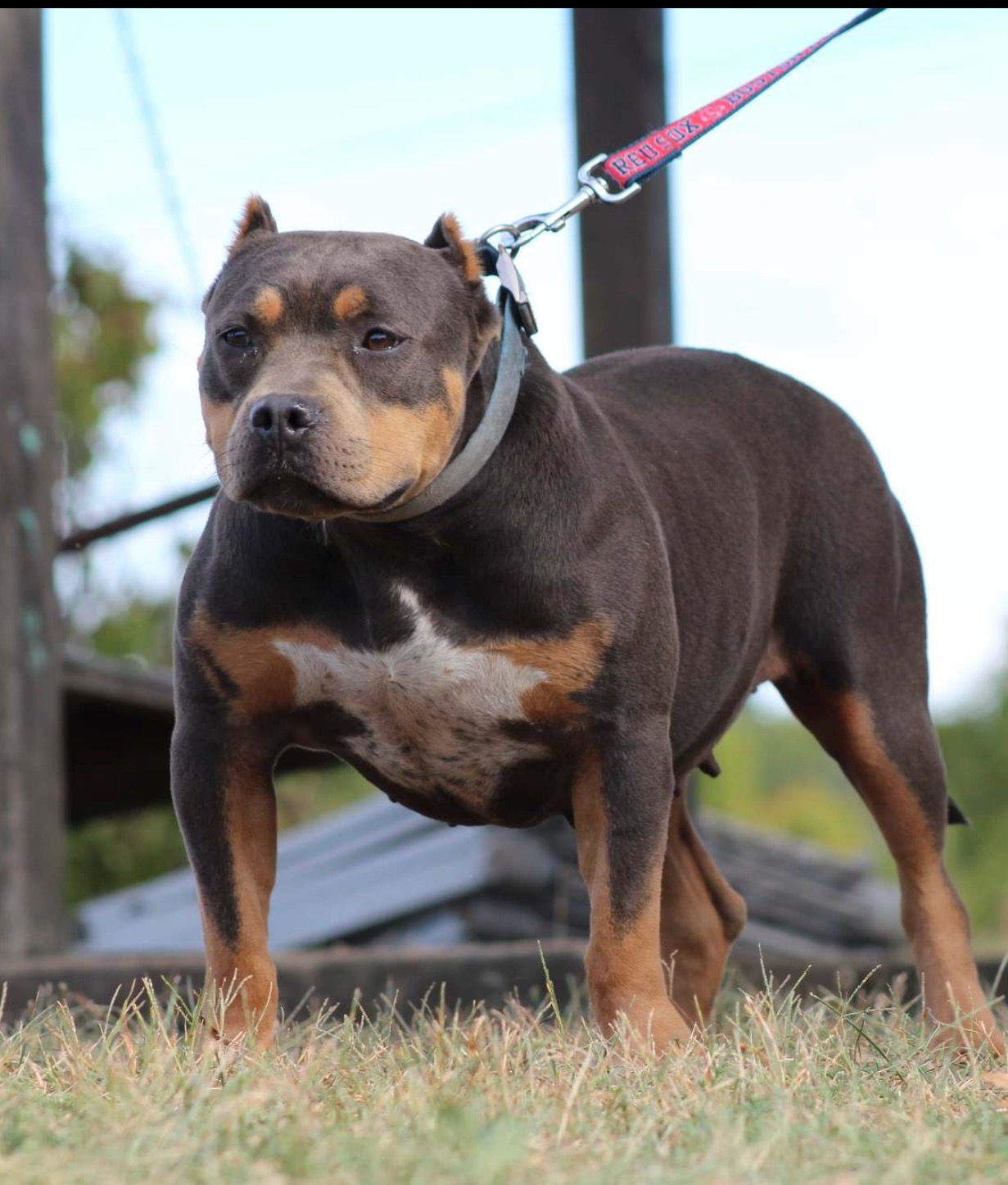 Dog Featured Image