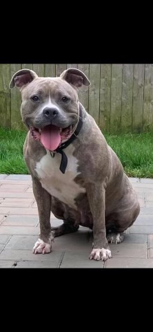 Dog Featured Image