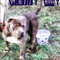 Dog Featured Image