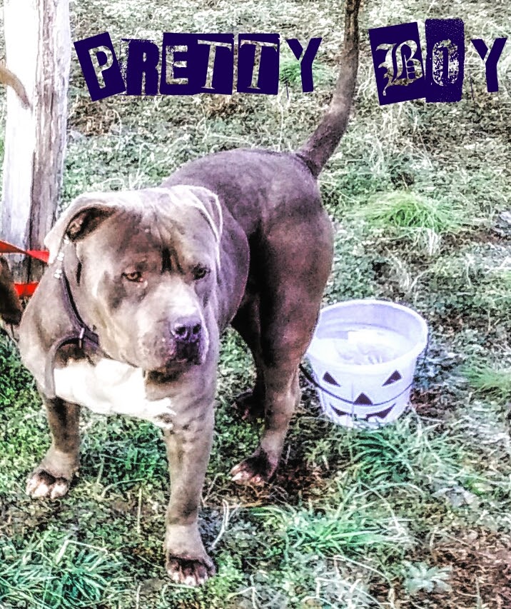 Dog Featured Image