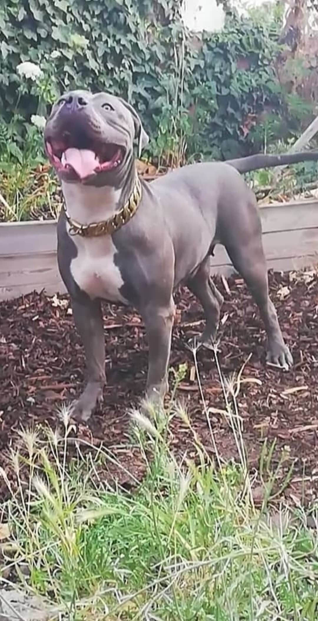 Dog Featured Image