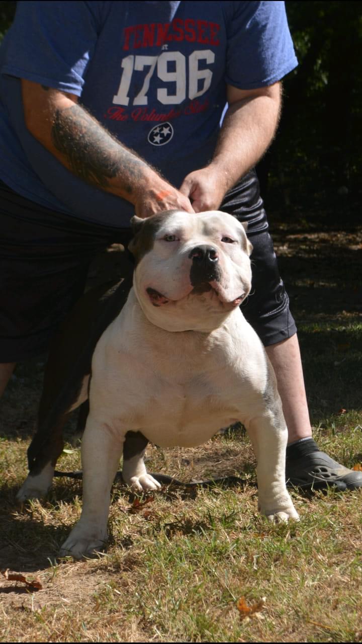 Dog Featured Image