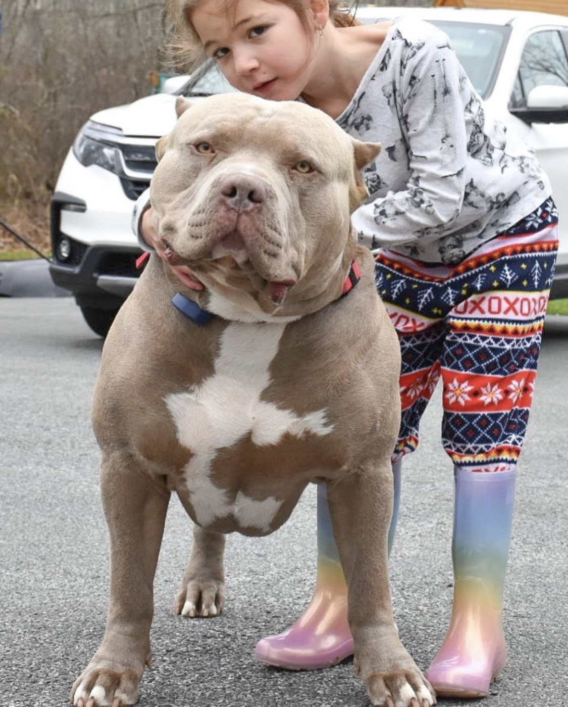 Dog Featured Image