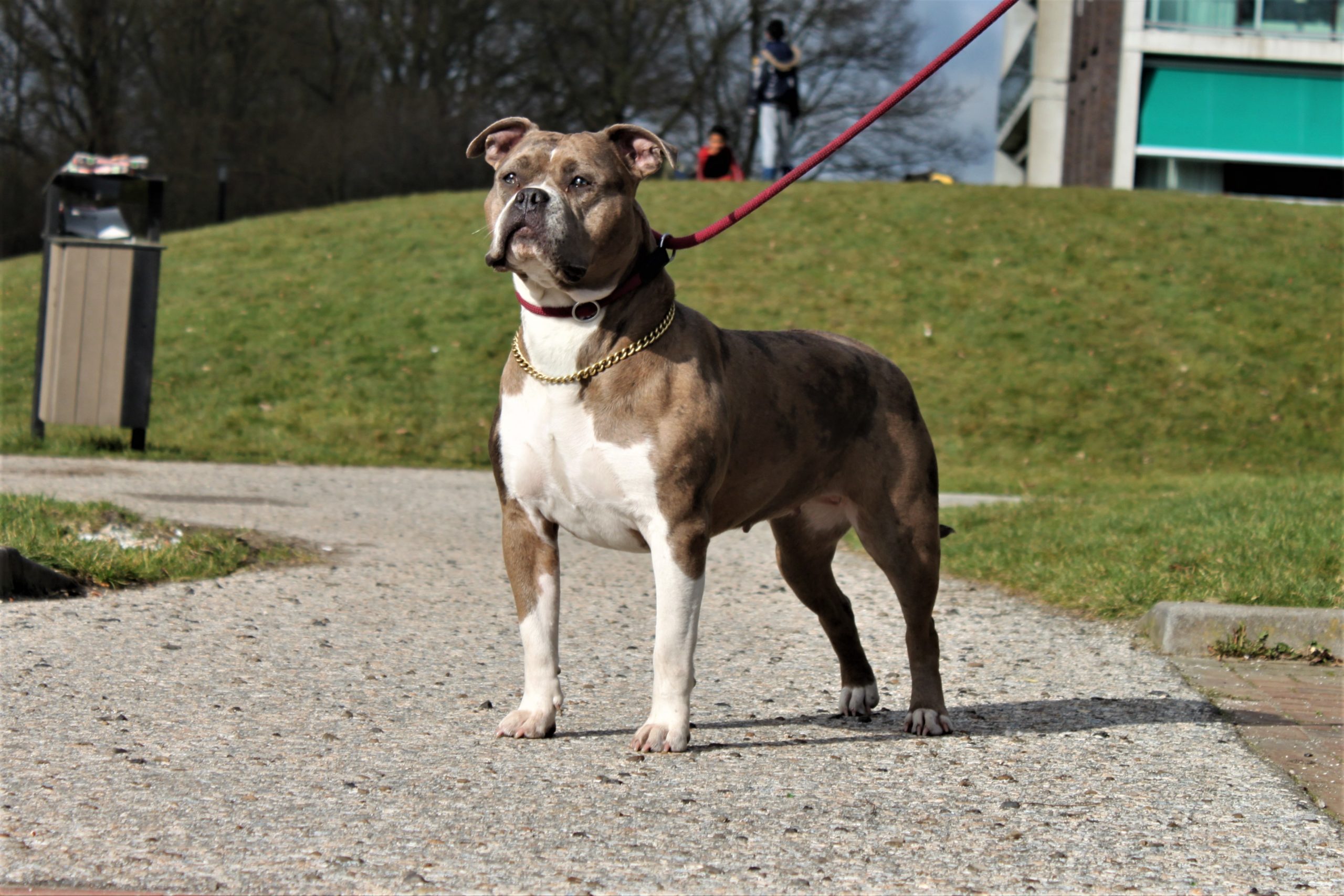 Dog Featured Image
