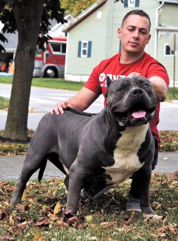 Dog Featured Image