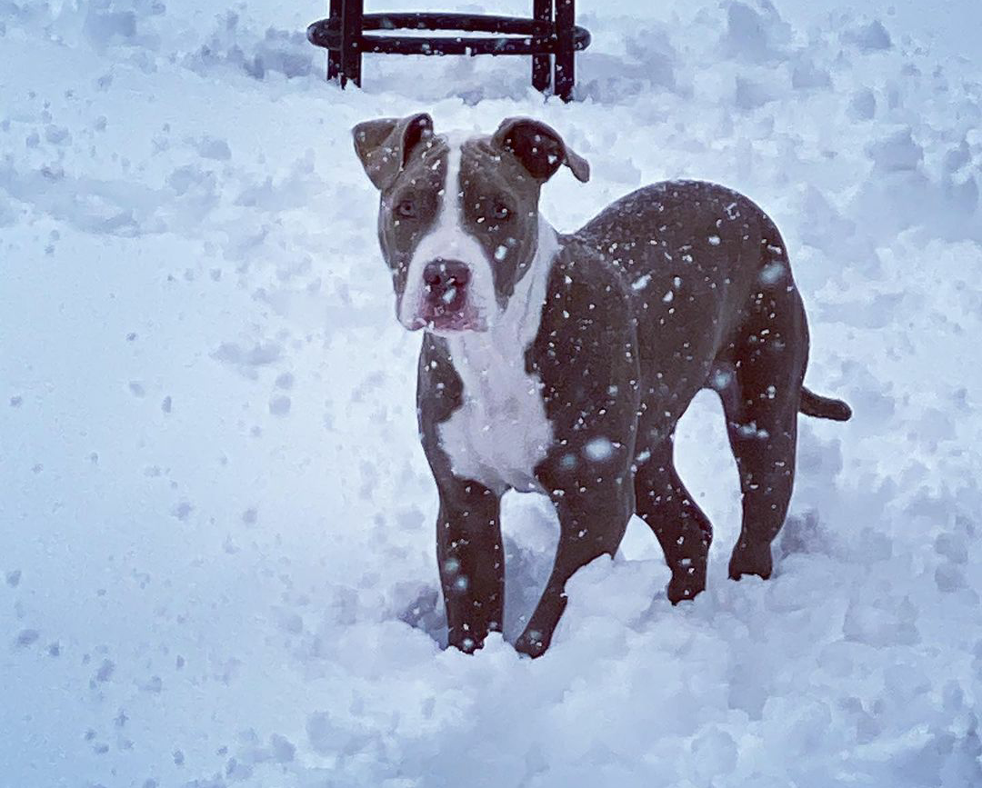 Dog Featured Image