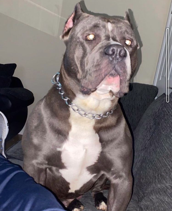 Dog Featured Image