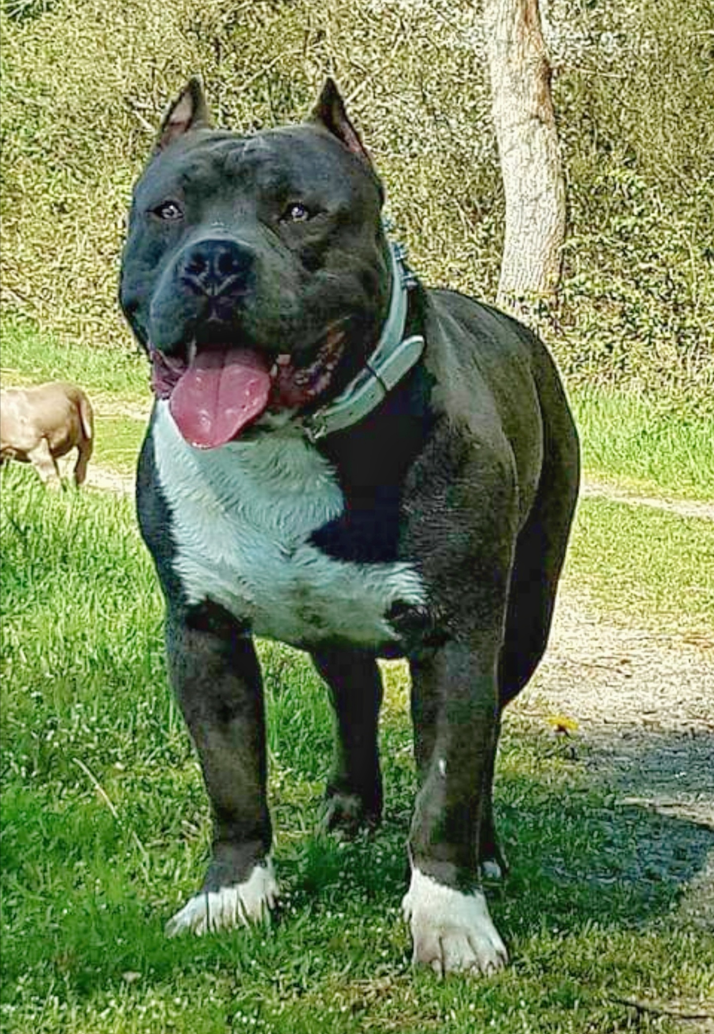 Dog Featured Image
