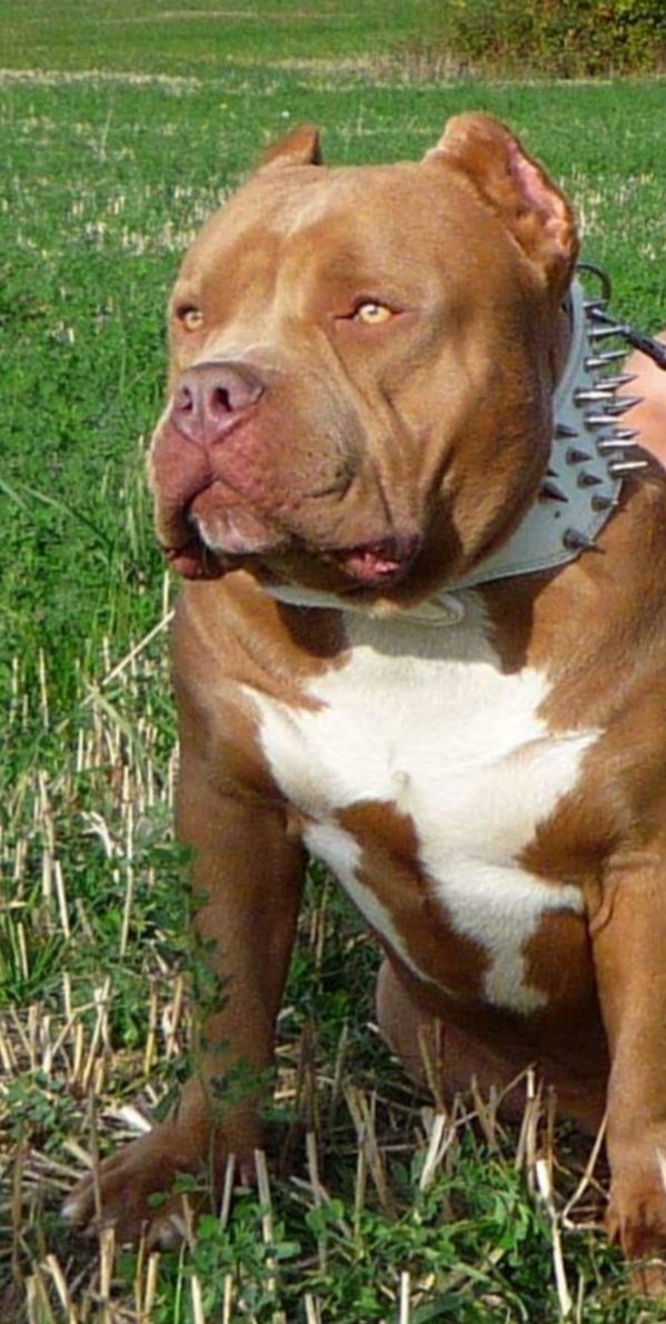 Dog Featured Image