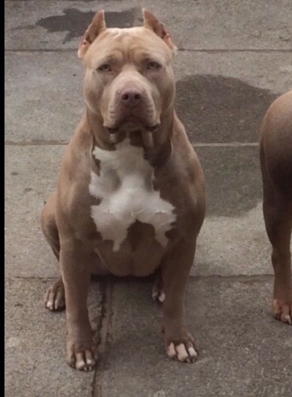 Dog Featured Image