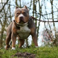 Dog Featured Image