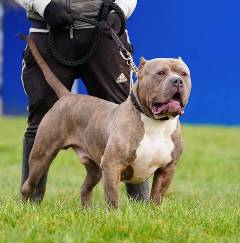 Dog Featured Image