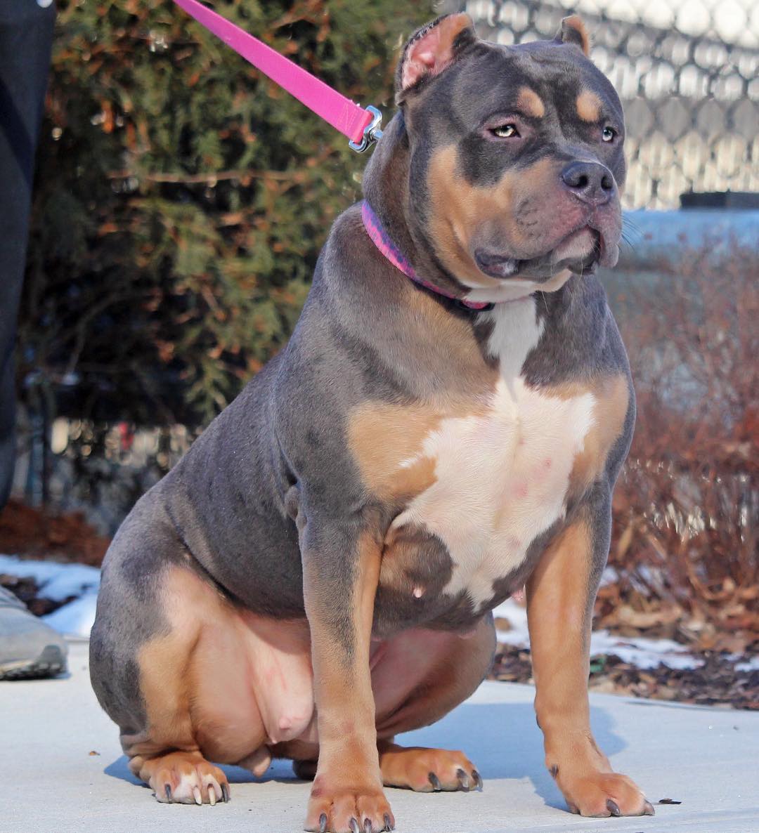 Dog Featured Image
