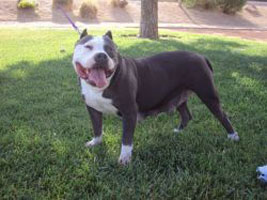 Dog Featured Image