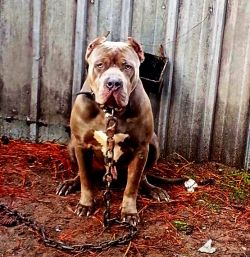 Dog Featured Image