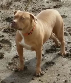 Dog Featured Image