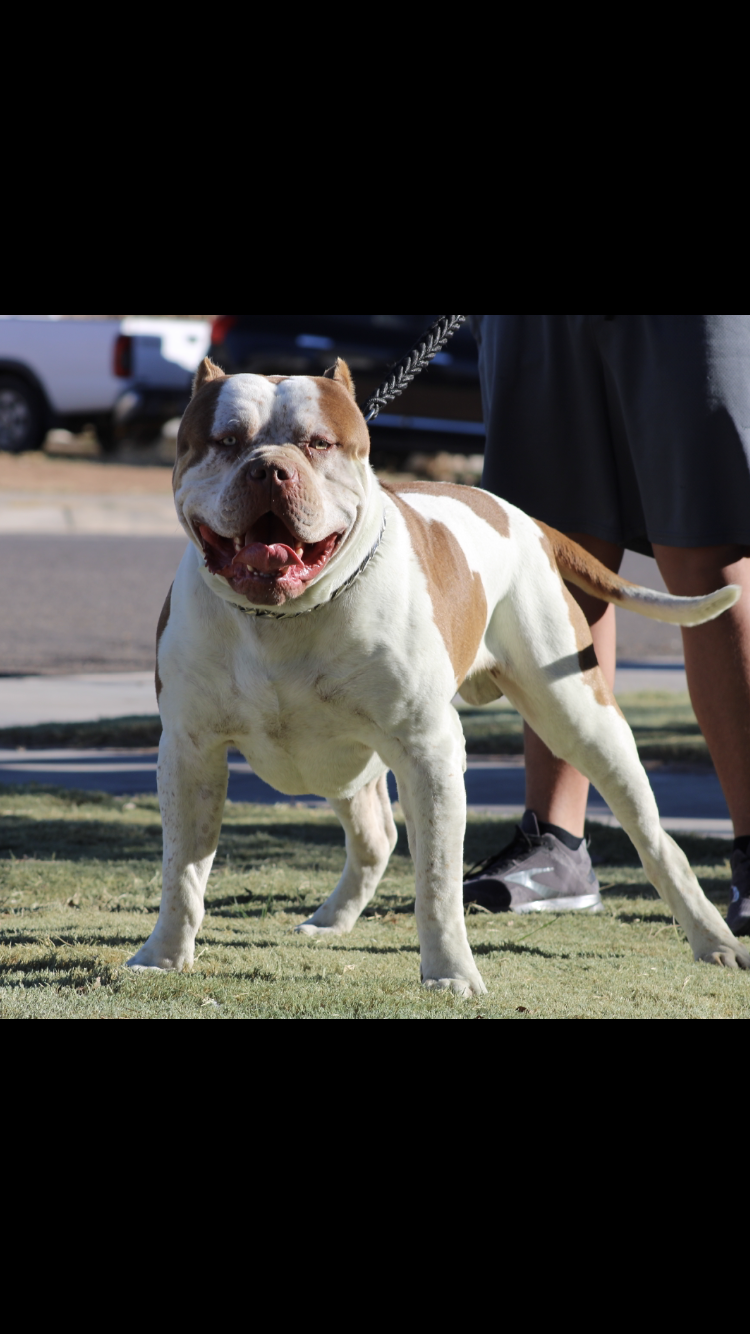 Dog Featured Image