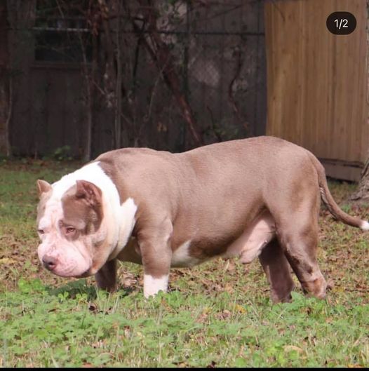 Dog Featured Image