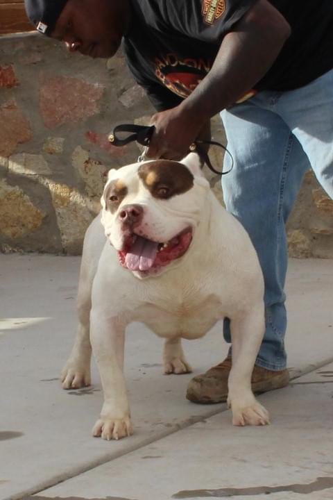 Dog Featured Image