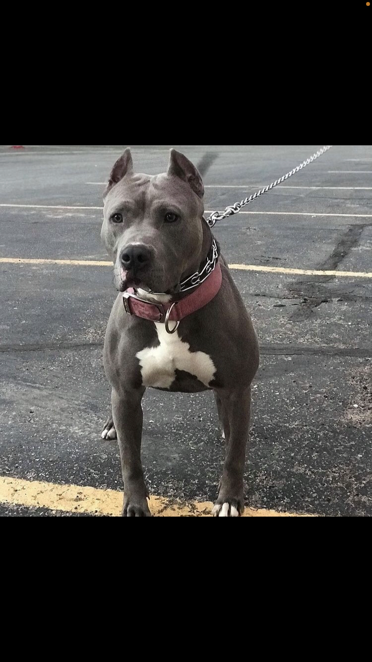 Dog Featured Image