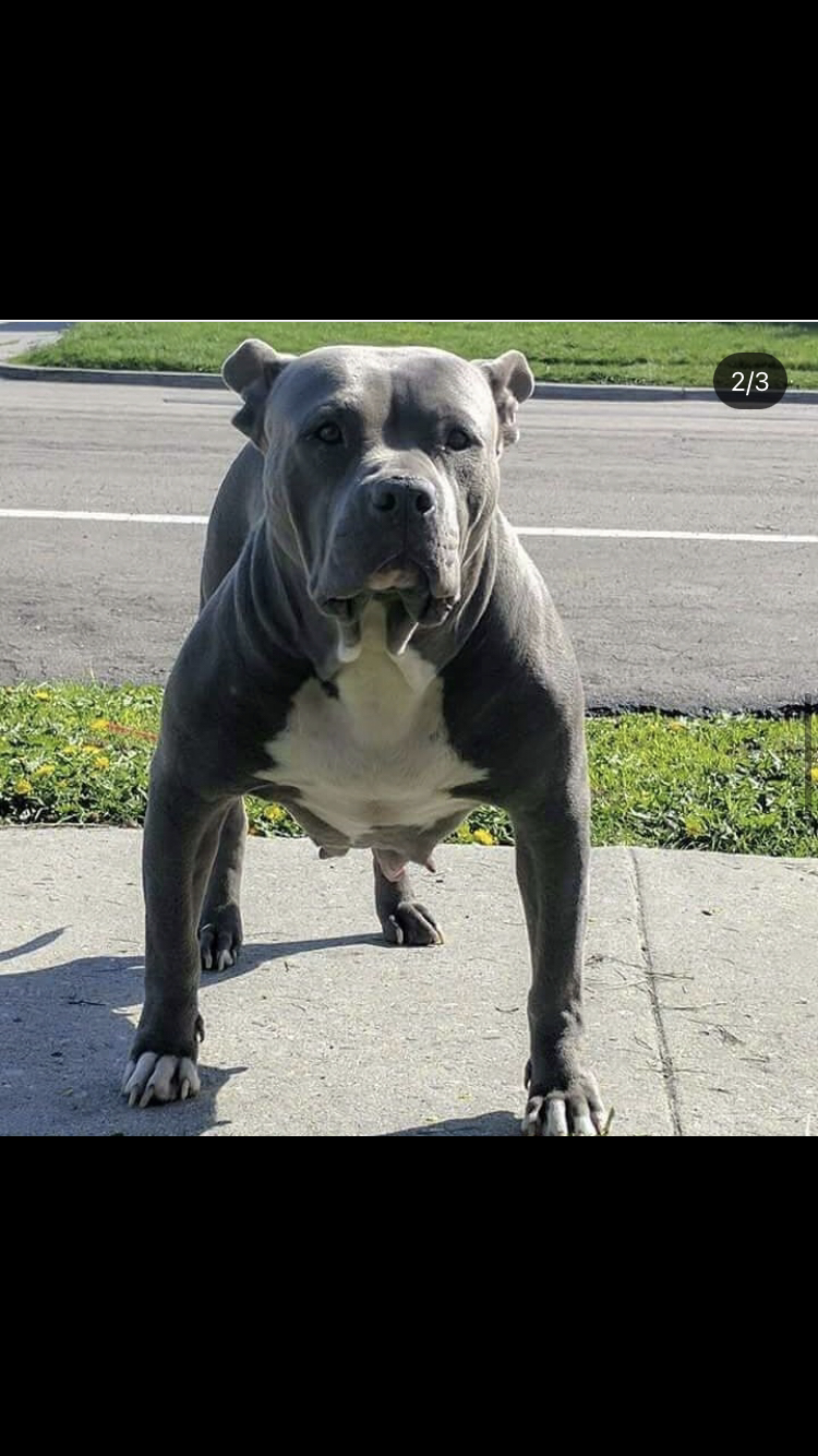 Dog Featured Image