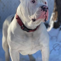 Dog Featured Image