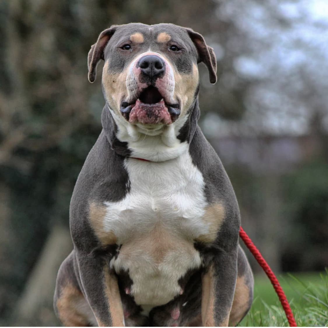 Dog Featured Image