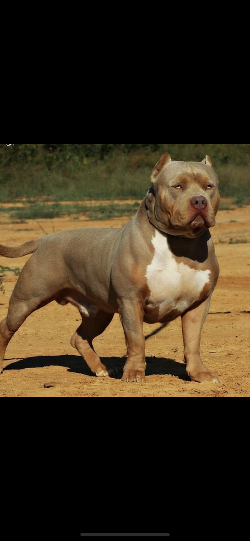 Dog Featured Image