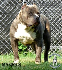 Dog Featured Image