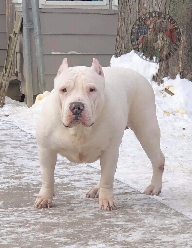 Dog Featured Image