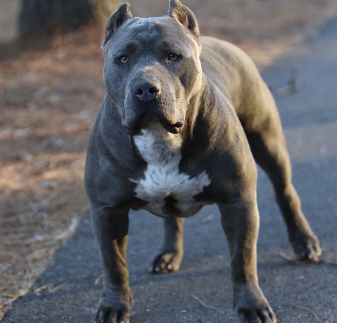 Dog Featured Image