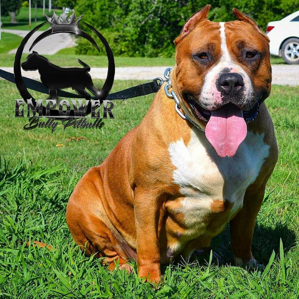 Dog Featured Image