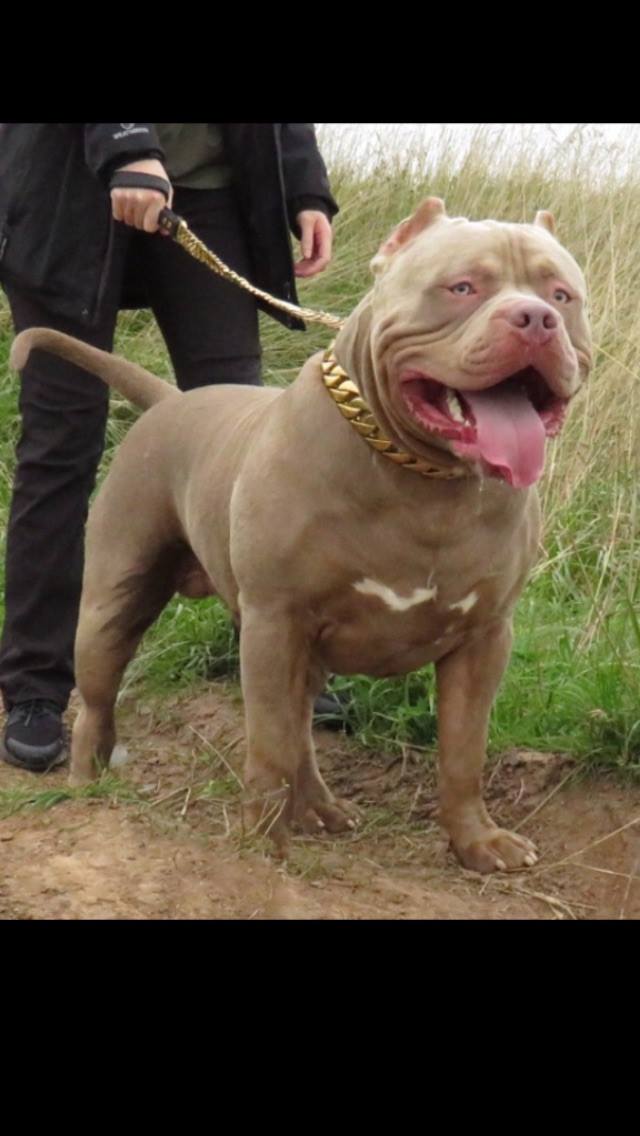 Dog Featured Image