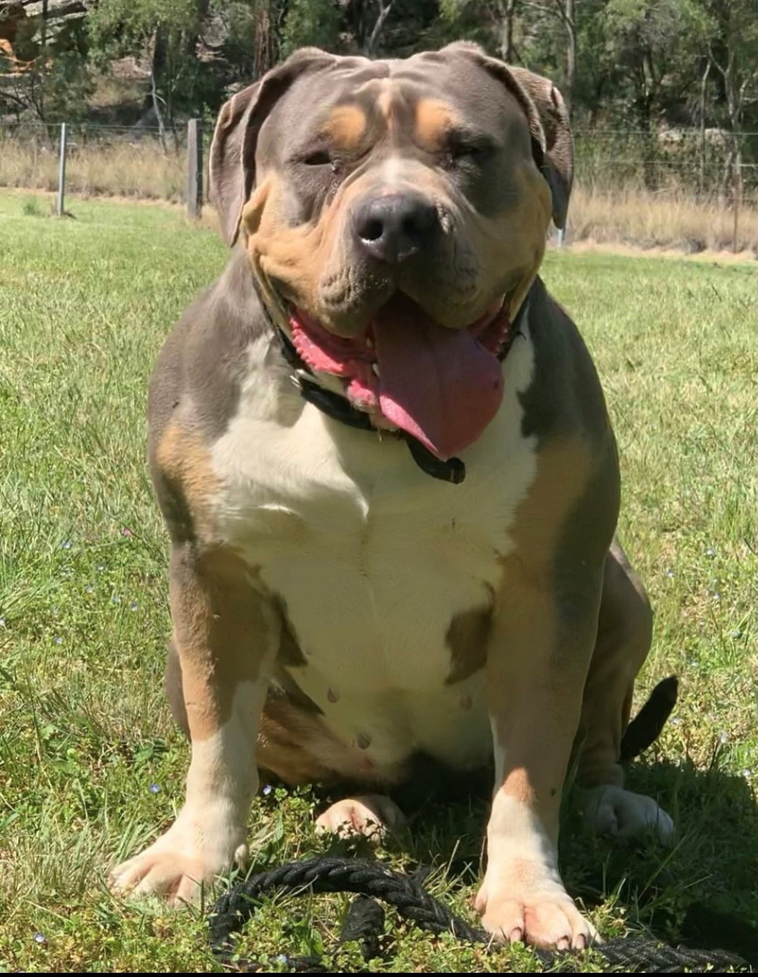 Dog Featured Image