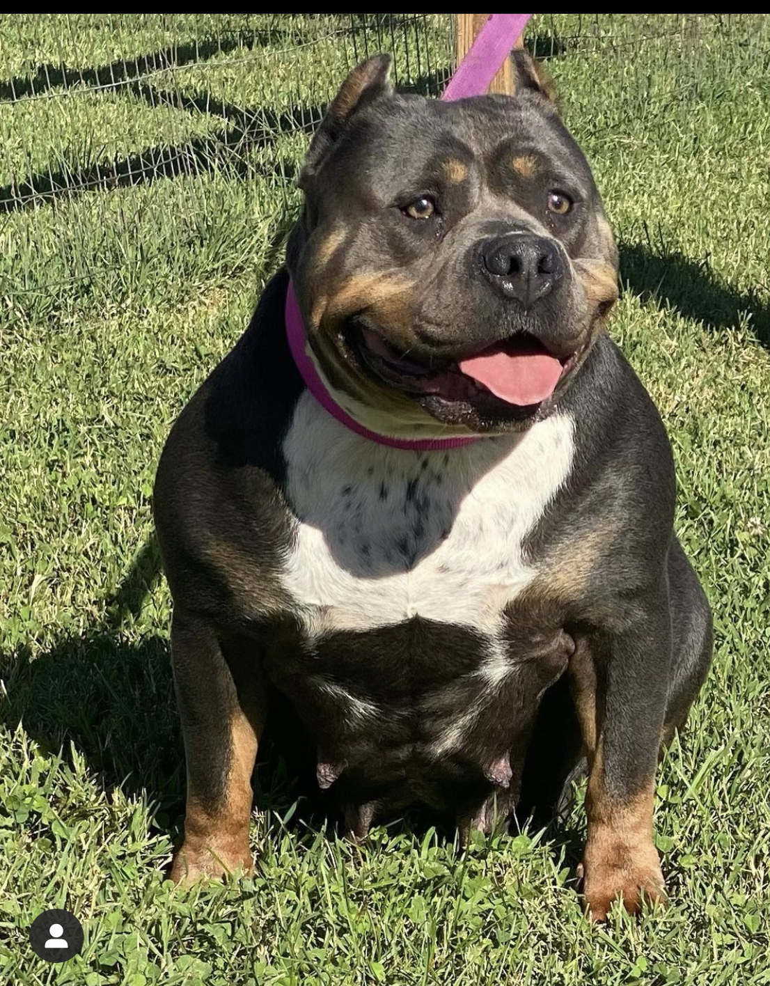 Dog Featured Image