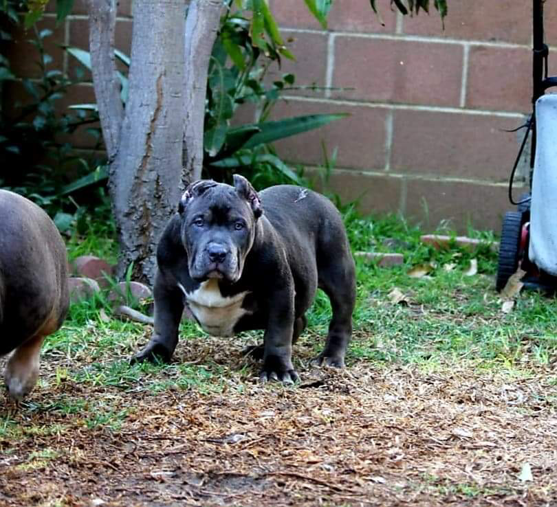 Dog Featured Image