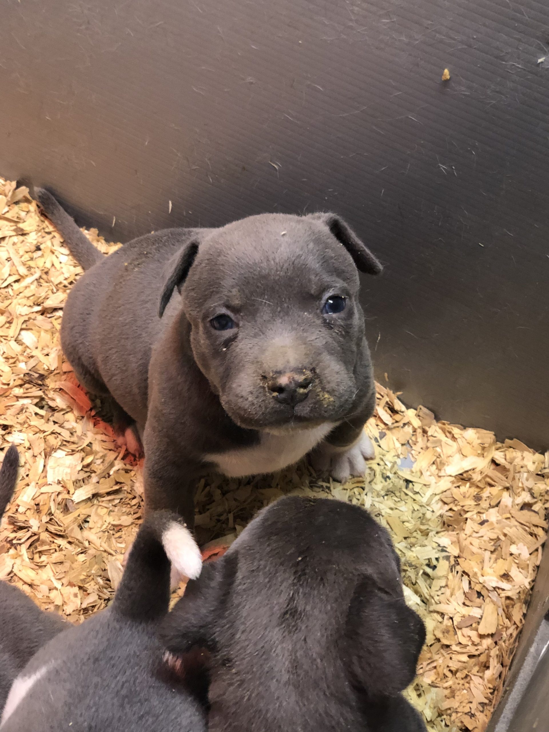 Dog Featured Image