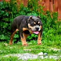 Dog Featured Image