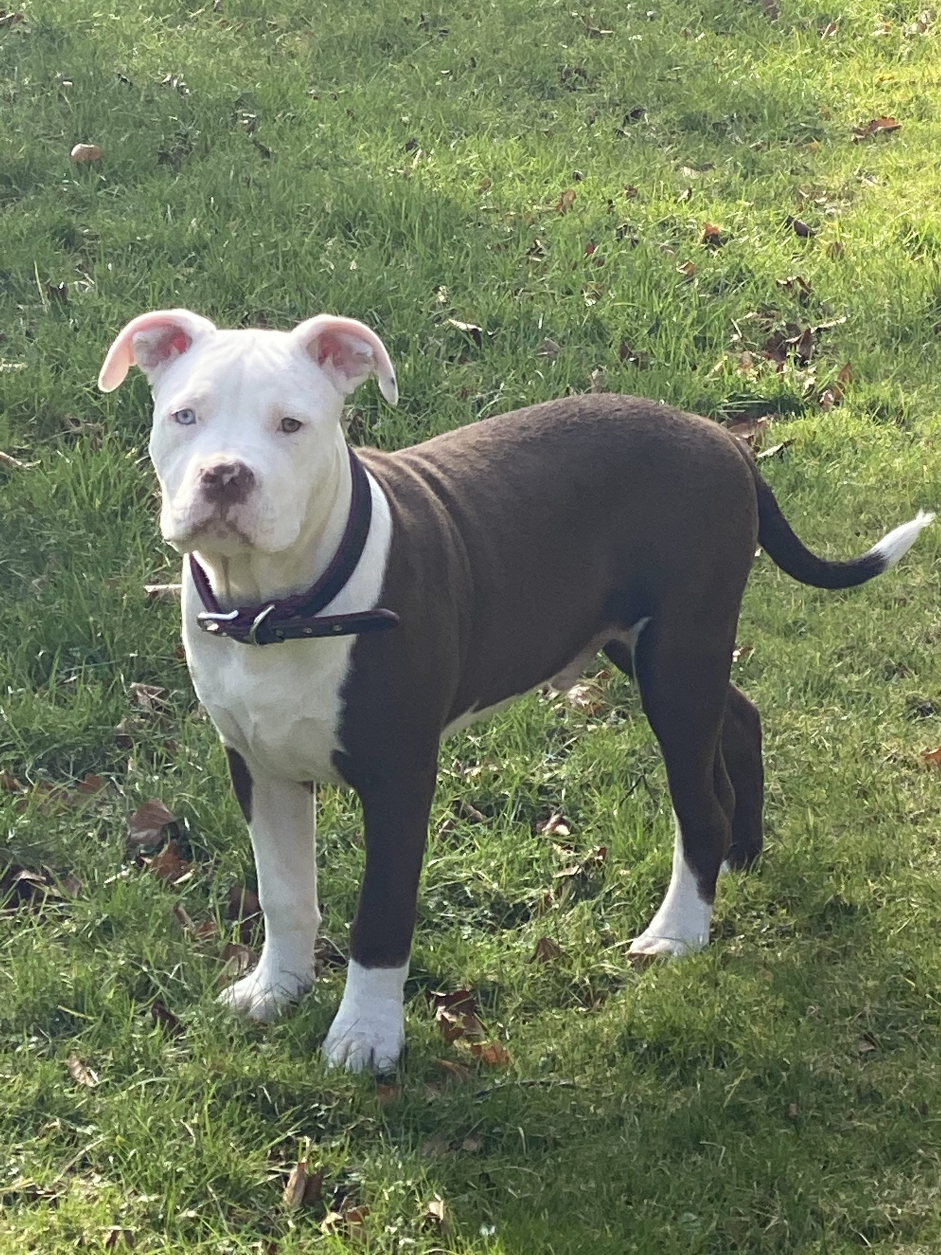 Dog Featured Image