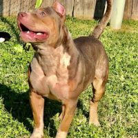 Dog Featured Image