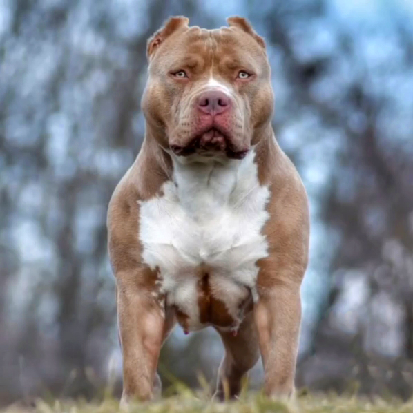 Dog Featured Image