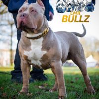 Dog Featured Image