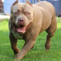 Dog Featured Image
