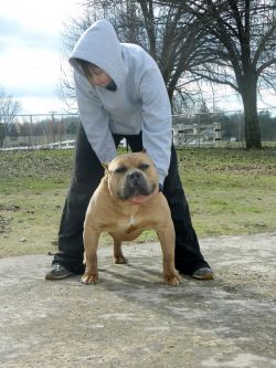 Dog Featured Image