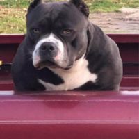 Dog Featured Image