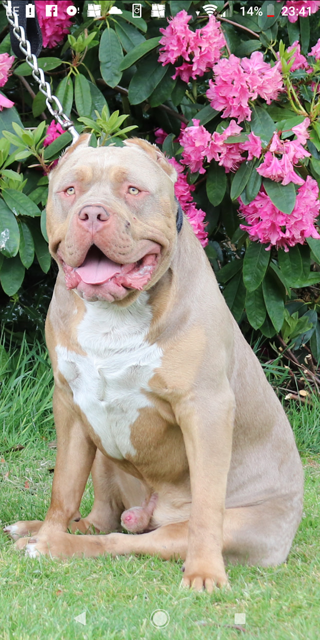 Dog Featured Image