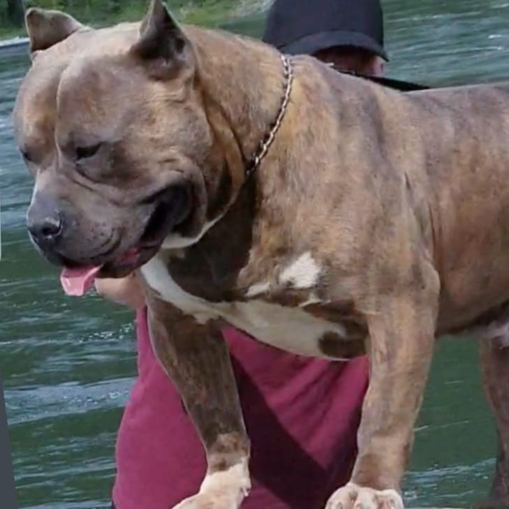 Dog Featured Image
