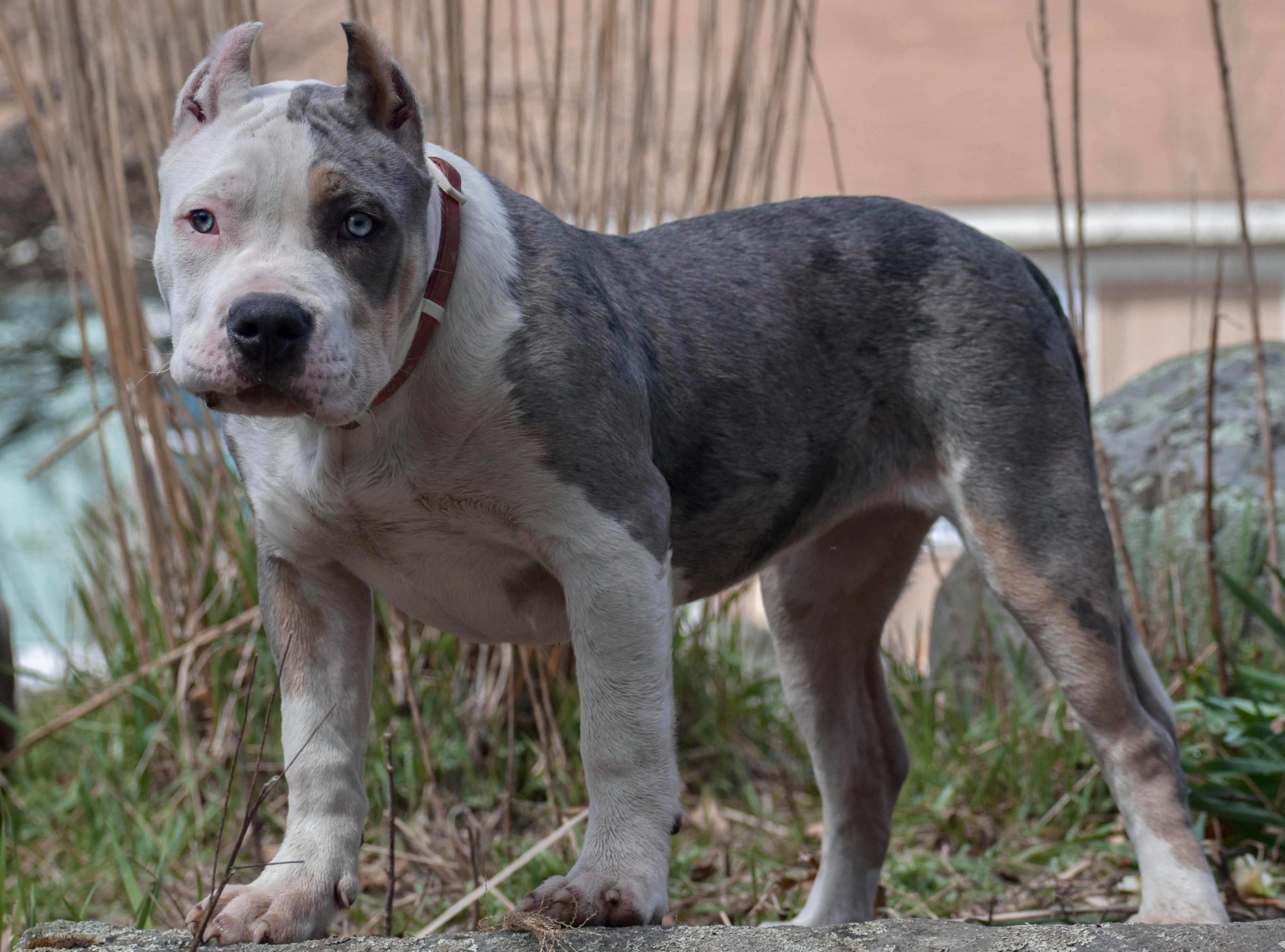 Dog Featured Image