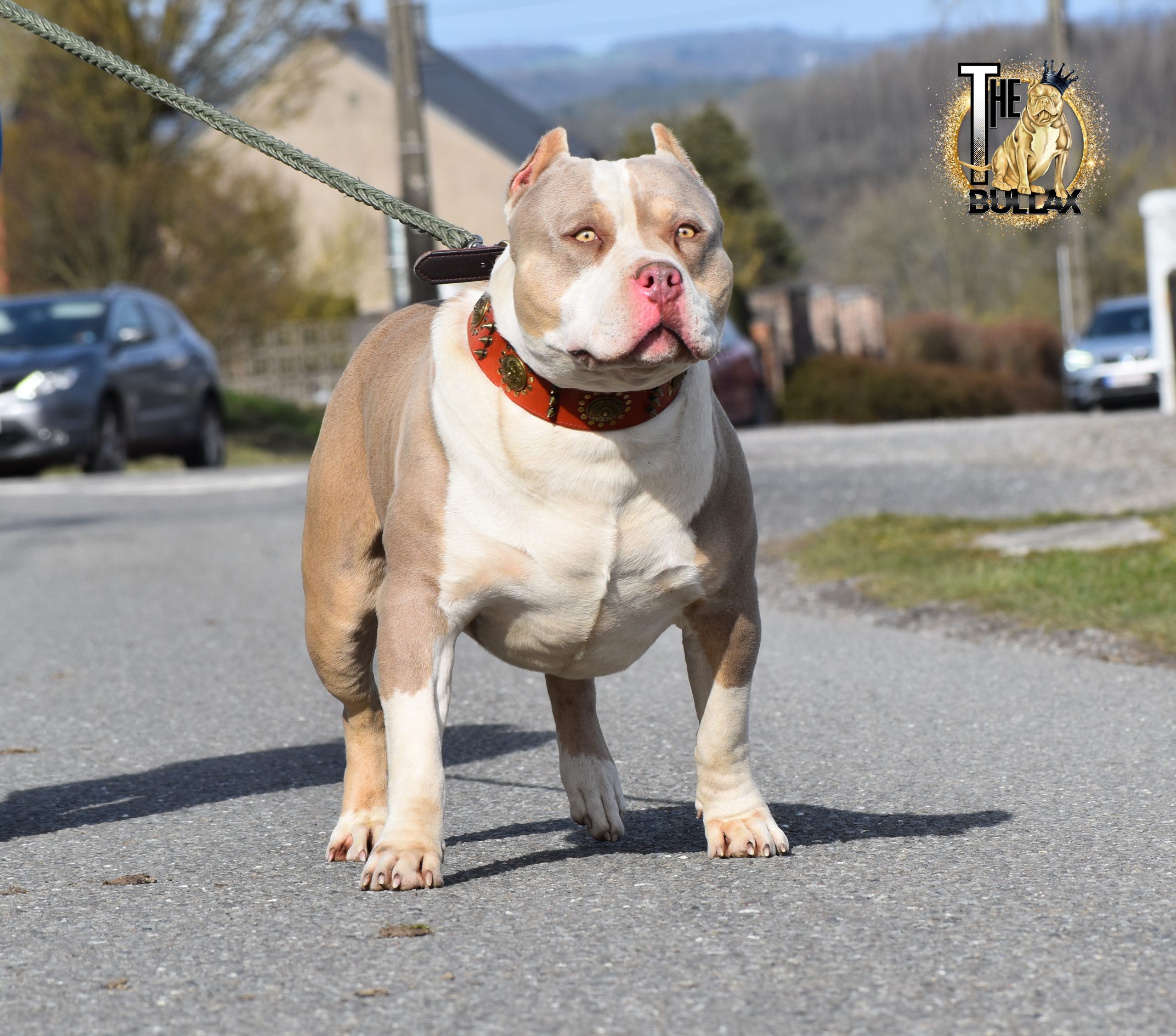 Dog Featured Image