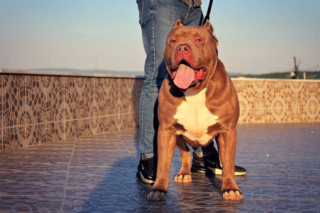 Dog Featured Image